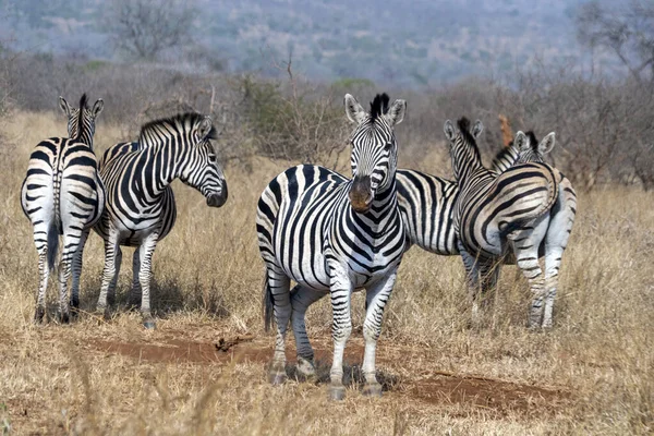 Семейство зебр в Крюгер-парке Южной Африки — стоковое фото