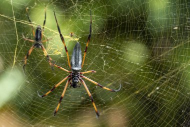 Seyşeller Palmiye Örümceği