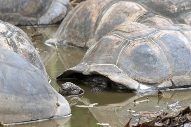 Seyşeller Adası dev kaplumbağası.