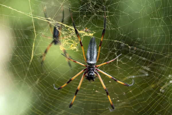 Seychellisk palmspindel på nätet — Stockfoto