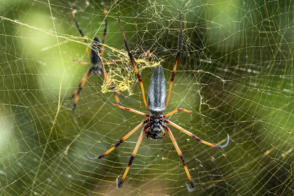 Seychelles palm spider on web — Φωτογραφία Αρχείου