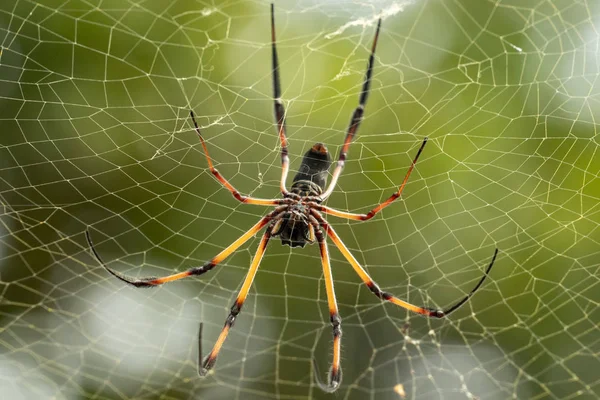 Seychelles palm spider on web — Φωτογραφία Αρχείου