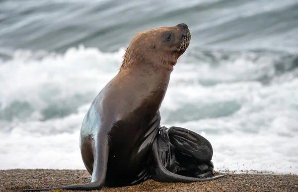 Patagônia Leão Marinho Retrato Selo Praia Enquanto Olha Para Você — Fotografia de Stock