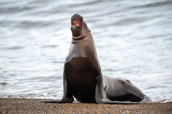 sea lion seal on Patagonia beach while roaring