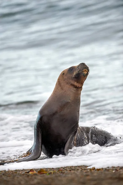 Patagonia Морской Лев Портрет Тюленя Пляже Глядя — стоковое фото