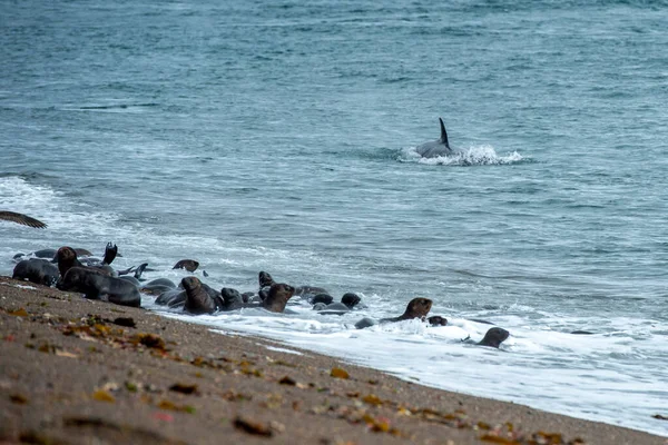 Killer Whale While Attacking Newborn Sea Lion Patagonia Beach — Stock Photo, Image