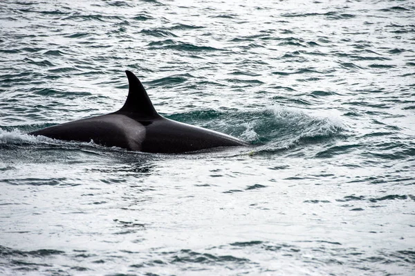 Killer Walvis Tijdens Het Aanvallen Van Een Pasgeboren Zeeleeuw Patagonia — Stockfoto