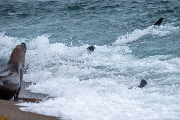 Späckhuggare Val Medan Attackera Nyfödd Sjölejon Patagonien Stranden — Stockfoto