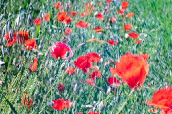 Поле Красных Маковых Цветов Сдвинуто Ветром — стоковое фото
