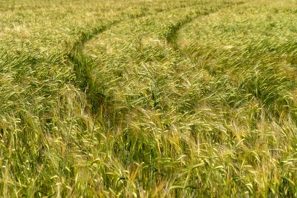 Campo Dos Pontos Trigo Movido Pelo Vento Como Ondas Mar — Fotografia de Stock