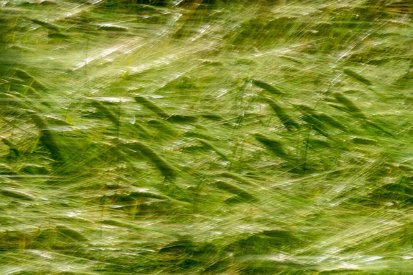 Campo Dos Pontos Trigo Movido Pelo Vento Como Ondas Mar — Fotografia de Stock