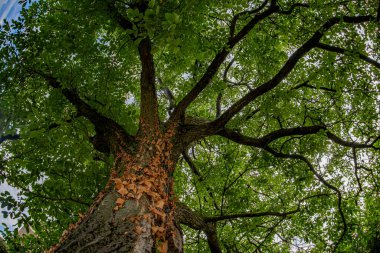 ceviz ağacı balık bakışı aşağıdan yukarıya doğru görünüyor