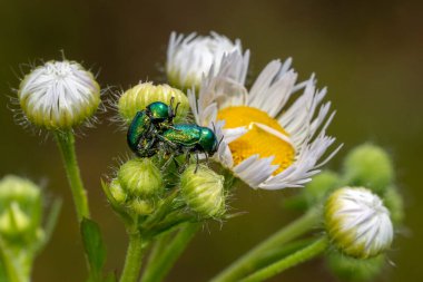 Kriptocephalus sarı karahindiba çiçeğinin üzerinde çiftleşirken yeşil böceği sp