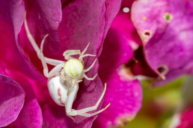 Misumena vatia yengeç beyaz örümceği mor çiçek yaprakları üzerinde başka bir örümceği yiyor