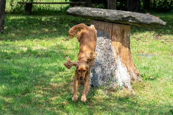 Szczęśliwy Szczeniak Pies Cocker Spaniel Skok Zielony Trawa — Zdjęcie stockowe