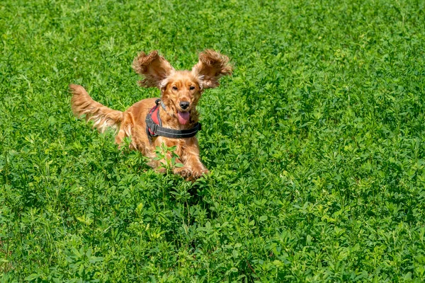 幸せな子犬犬のコッカー スパニエル ジャンプイン グリーン グラス — ストック写真