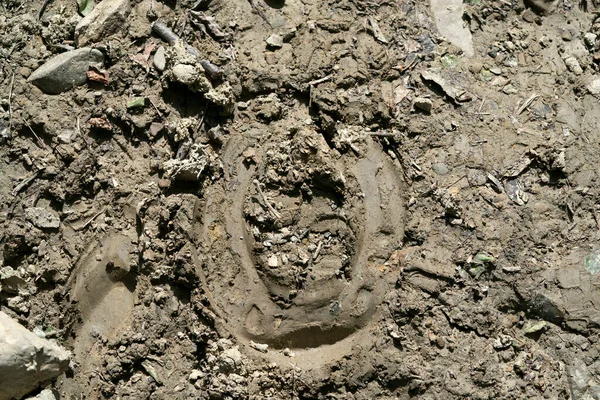 Horseshoe Foot Mud Detail — Stock Photo, Image