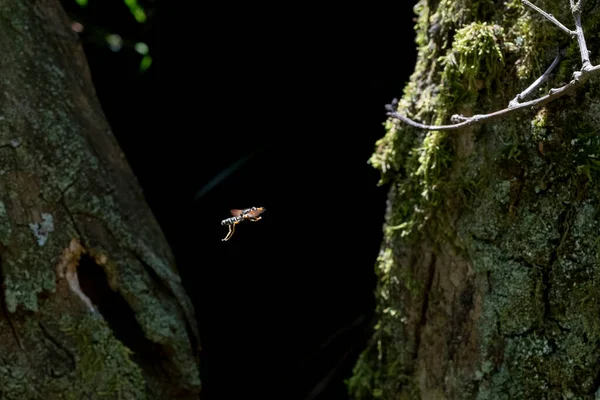 Abeille Volant Sur Noir Entre Deux Arbres Macro — Photo