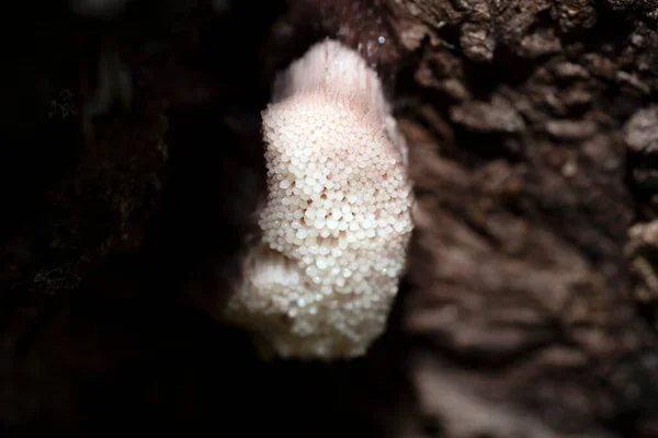 Myxomycetes Stemonitis 곰팡이에 벚나무 매크로 — 스톡 사진