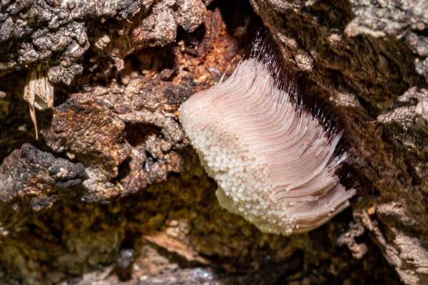 Myxomycetes Stemonitis Λευκή Μούχλα Στην Κερασιά Μακροεντολή — Φωτογραφία Αρχείου