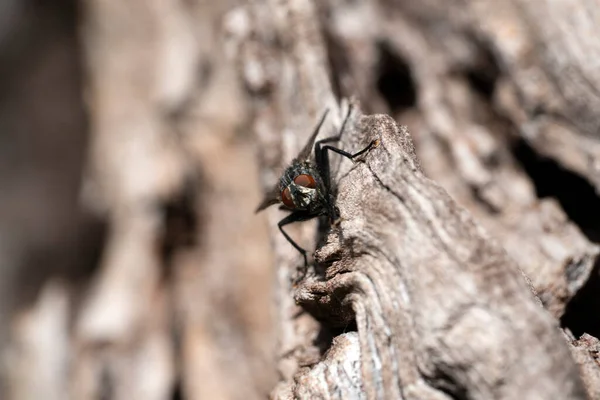 Zbura Coaja Cireș Macro Detaliu — Fotografie, imagine de stoc