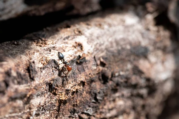 Červená Hlava Černá Tělo Oheň Mravenci Med Myrmecocystus Detail Makro — Stock fotografie