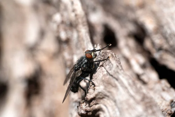 Voar Árvore Cereja Casca Macro Detalhe — Fotografia de Stock