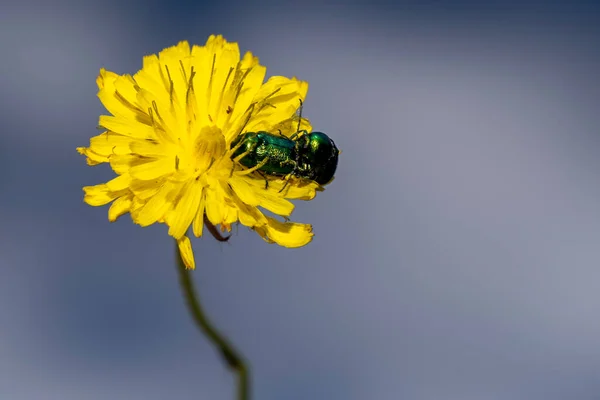 黄タンポポの花に交尾しながら クリプトケファルスは緑のカブトムシをSp — ストック写真
