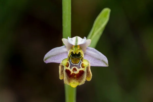 Ophrys Holosericea Ophrys Exaltata Tyrrhena Orchid Wild Flower Macro — Stock Photo, Image