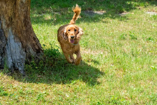 Happy Puppy Dog Cocker Spaniel Jumpin Green Grass — Stock Photo, Image