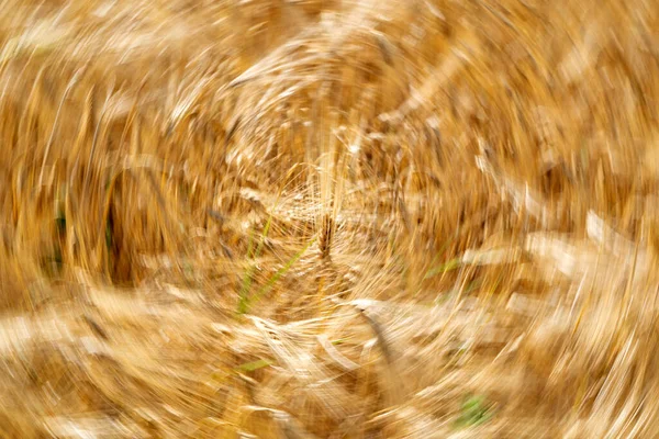 Поле Шипів Пшениці Рухається Вітром Морські Хвилі — стокове фото