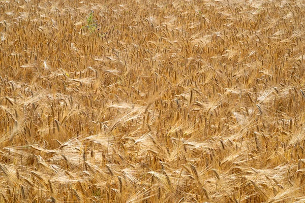 Campo Dos Pontos Trigo Movido Pelo Vento Como Ondas Mar — Fotografia de Stock