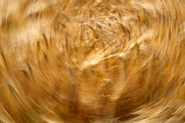 Поле Пшеничных Шипов Движется Ветром Морские Волны — стоковое фото