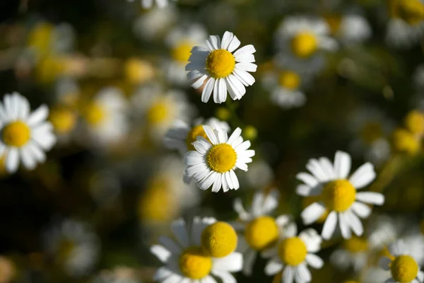 Kamomill Blomma Fält Visa Detalj — Stockfoto