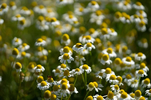 Kamomill Blomma Fält Visa Detalj — Stockfoto