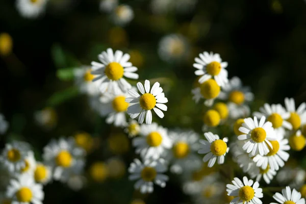 Camomille Fleur Champ Vue Détail — Photo