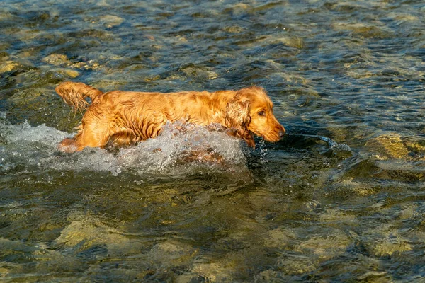 Boldog Kiskutya Cocker Spániel Folyóban Fut Hozzád — Stock Fotó