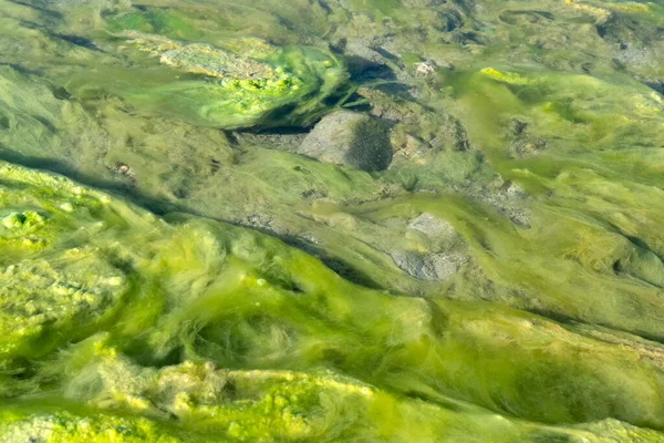 Dettaglio Alga Verde Fiume Vicino — Foto Stock