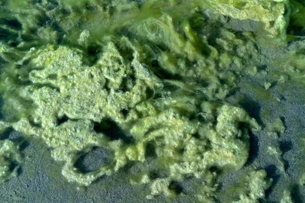 Río Verde Alga Detalle Cerca —  Fotos de Stock