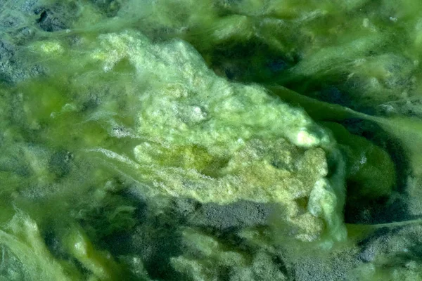 River Green Alga Detail Close — Stock Photo, Image