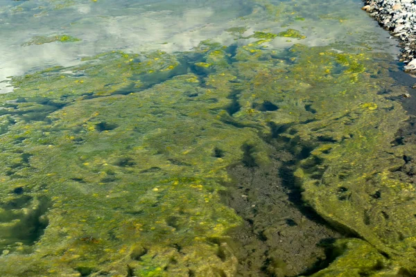 Rio Alga Verde Detalhe Close — Fotografia de Stock