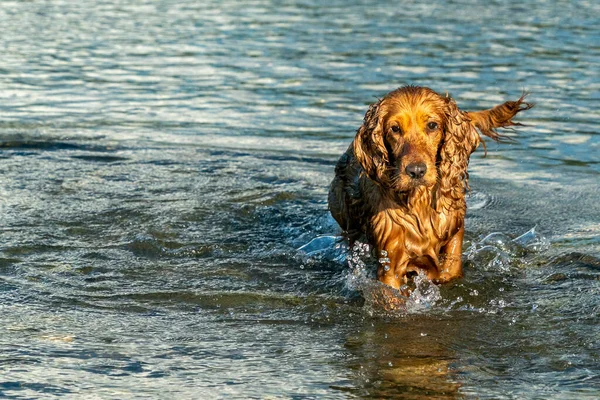 Felice Cane Cucciolo Cocker Spaniel Nel Fiume Esecuzione Voi — Foto Stock