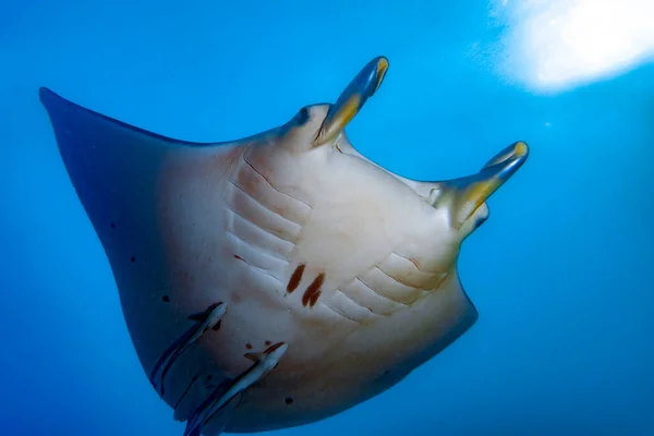 Manta Blauwe Achtergrond Tijdens Het Duiken Frans Polynesië — Stockfoto