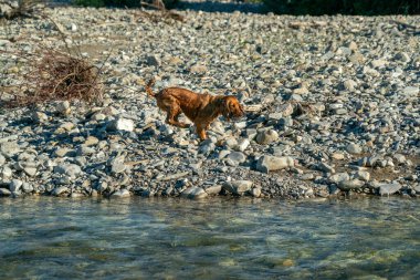 Mutlu yavru köpek cocker spaniel nehirde sana doğru koşuyor