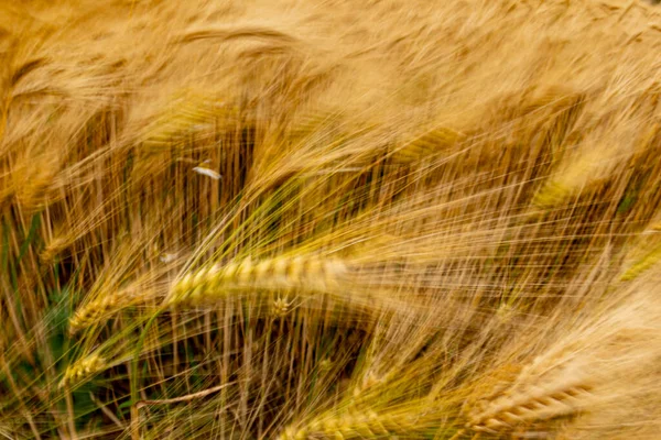 Campo Espigas Trigo Movido Por Viento Como Olas Marinas — Foto de Stock