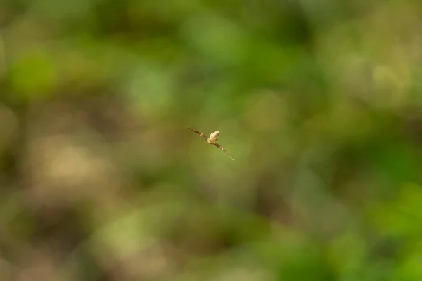 Spindel Hängande Luft Grön Bakgrund Makro — Stockfoto