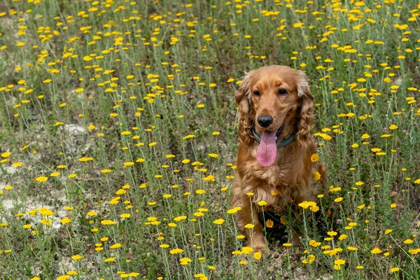 快乐的小猎犬跳在黄色的春天的雏菊上 — 图库照片