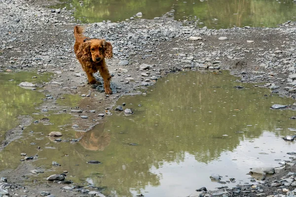 Boldog Kiskutya Cocker Spániel Folyóban Fut Hozzád — Stock Fotó