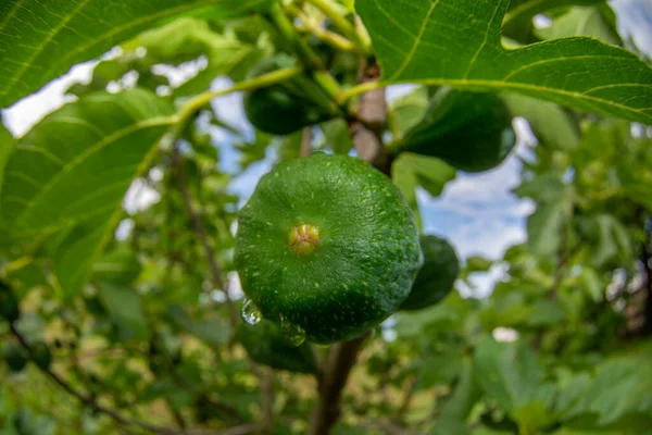 Fig Fruit Sur Plante Prête Récolter Macro Fisheye — Photo