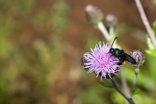 Schwarze Biene Auf Blüte Für Pollenmakro — Stockfoto